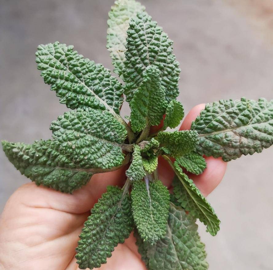 长得丑陋的"癞蛤蟆草",遇到不妨摘点回去,煎鸡蛋吃好处不小_植物_农村