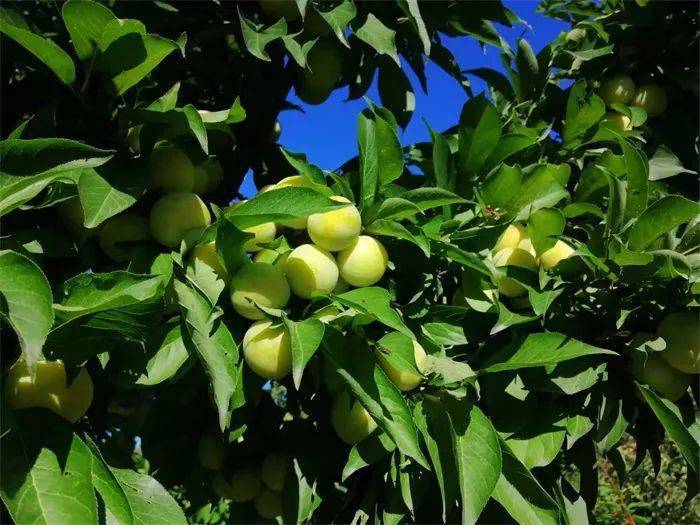 涞源秋子熟了!赶快来采摘!错过又等一年!