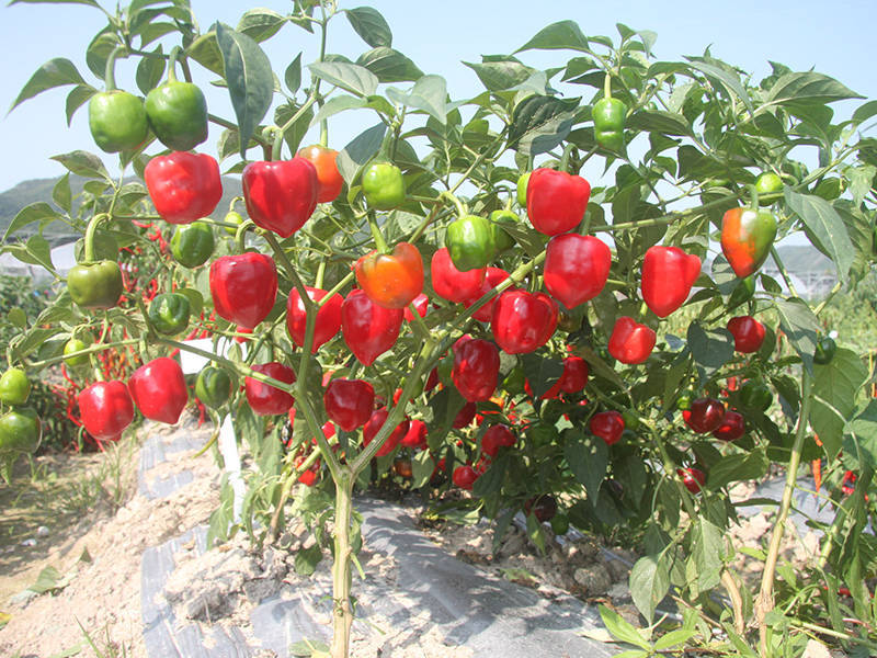 灯笼椒的种植要点,帮你实现丰产和优产,看到等于赚到!_进行_品种_大棚