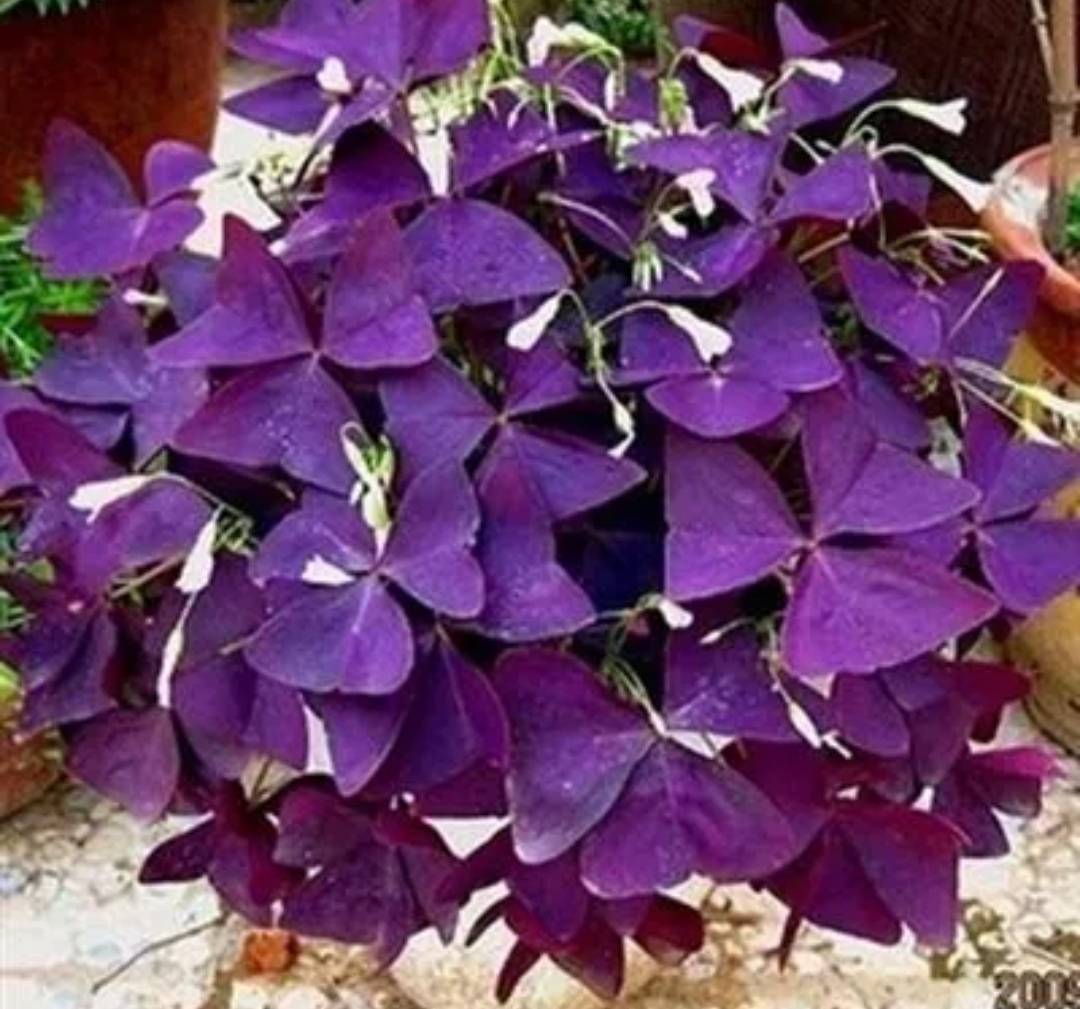 友都喜欢在家里养一些漂亮的花草植物,像绿萝,吊兰,铜钱草,富贵竹等等