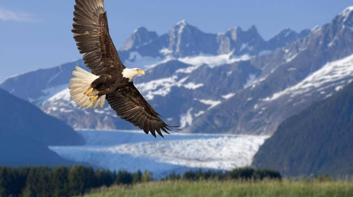 桀骜不驯的鹰,天空中的顶级掠食者,猛禽当中的王者_动物学_猎物_爪子