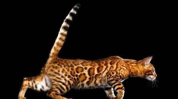 既有老虎的霸气花纹,又有猫咪的乖巧温顺,玩具虎猫是怎么来的?