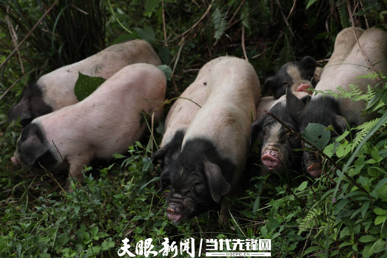 剑河县独有的国家地理标志保护产品——剑白香猪_张楠楠_晏学源_刘梦