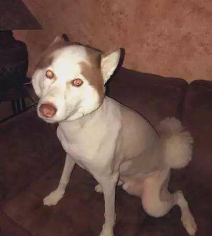 带着心爱的哈士奇去剪毛,剃完之后主人看了表示需要静静_jojo_修剪