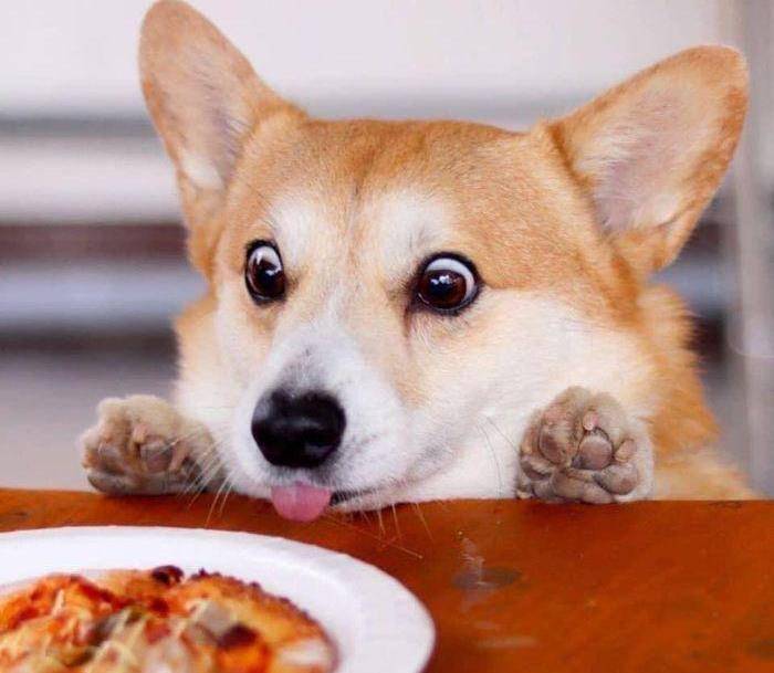 柯基靠搞笑表情包走红,欢脱表情背后蕴含主人满满的爱_gen_狗狗_尾巴