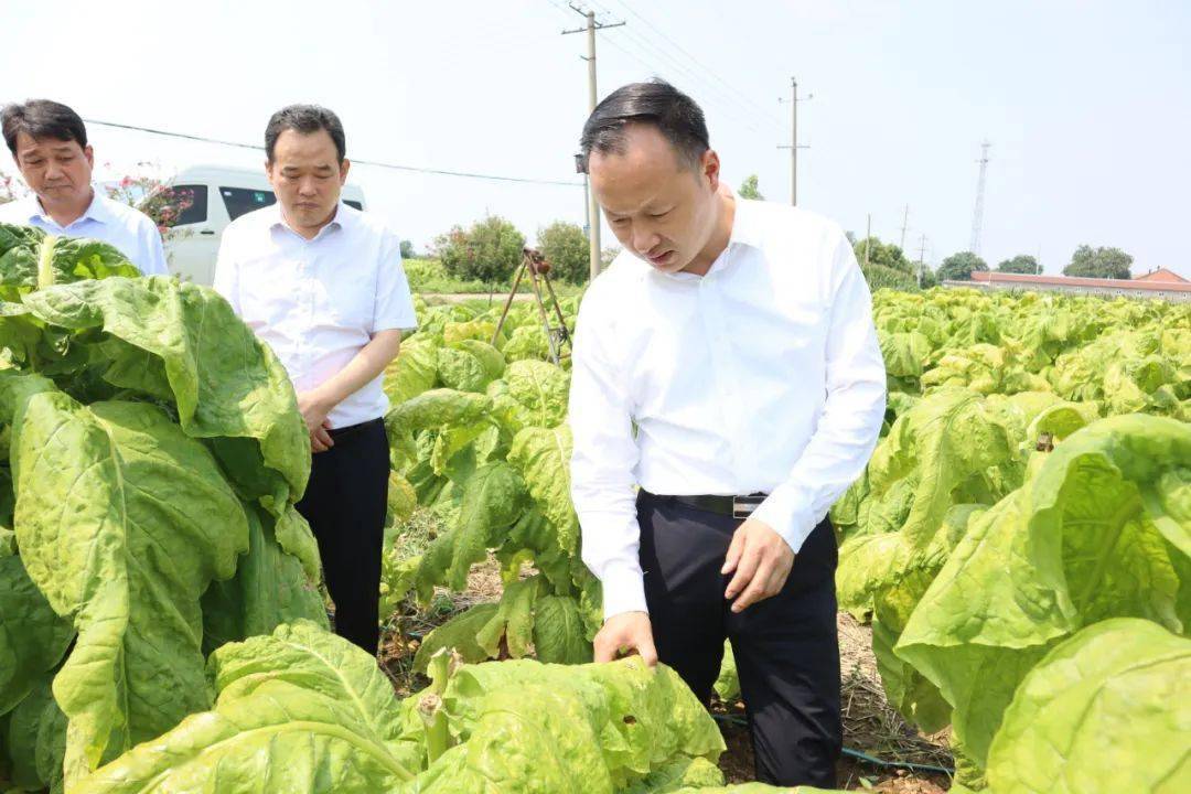 王景育到长桥镇调研_发展_工作_郏县