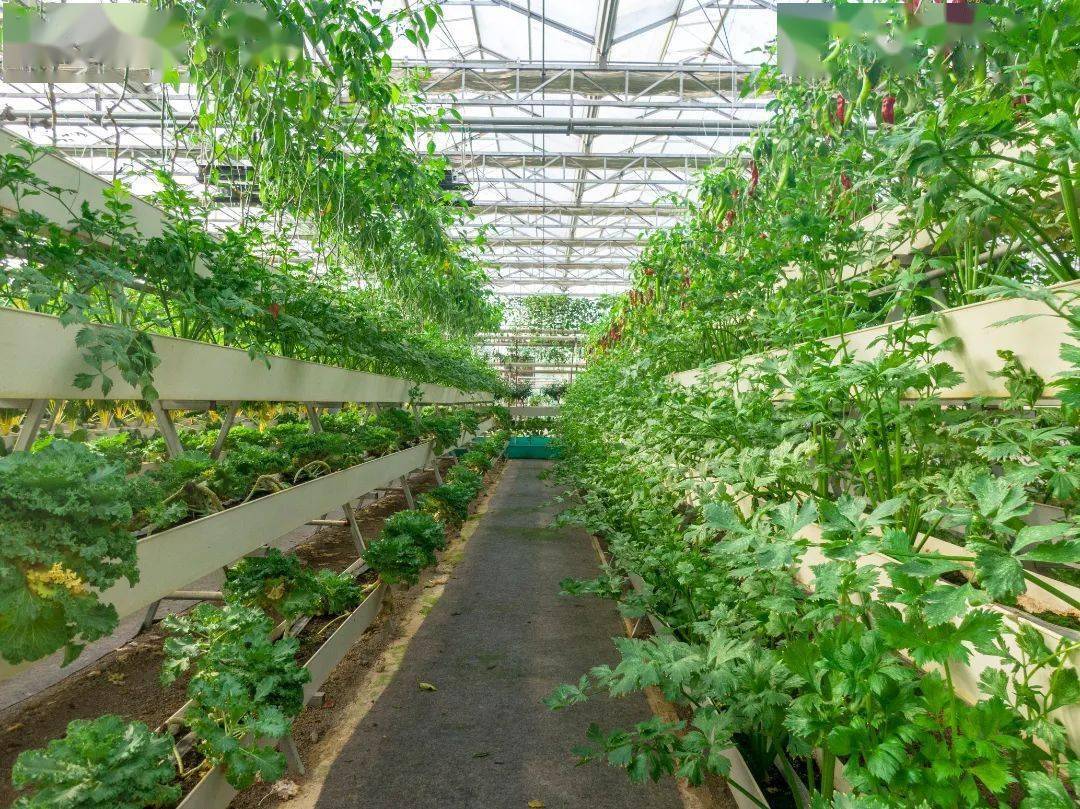 深思| 垂直农业如何充分发挥其潜力,赢得市场?_种植_能源_作物