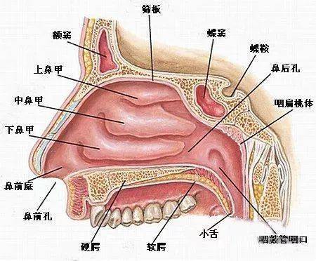 鼻子内部结构图图片