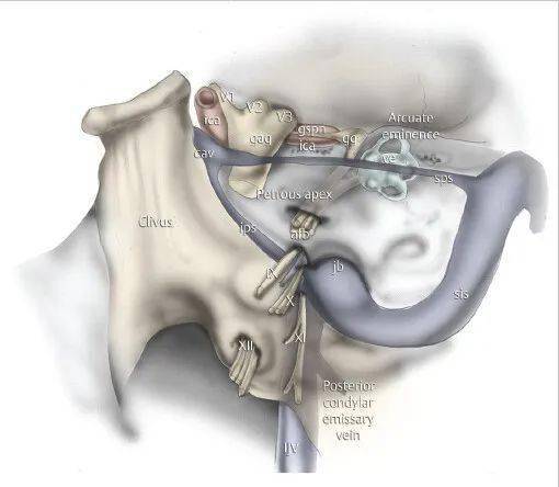 thieme图解|侧颅底解剖(2)_fig_nerves_facial