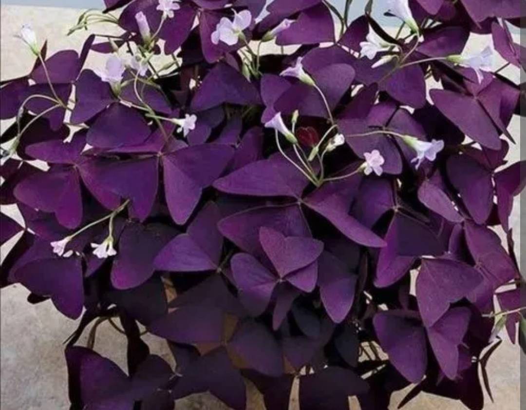 1种紫色植物,叶子像蝴蝶,好养又漂亮