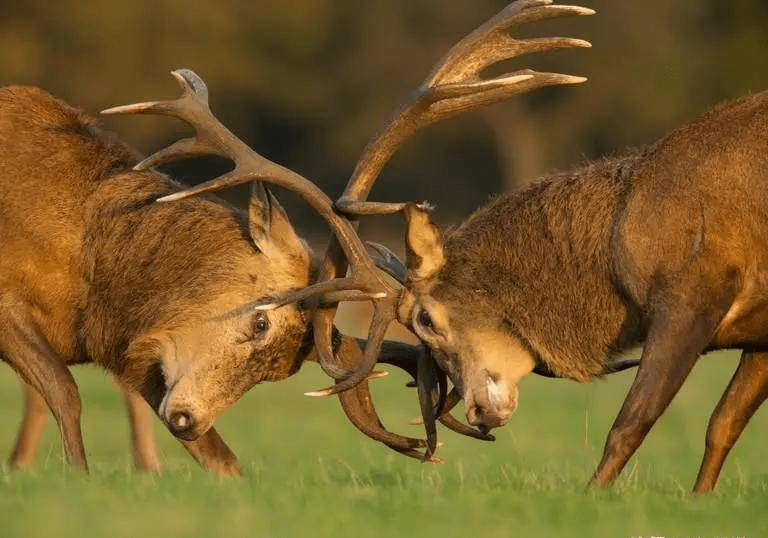 北海道出现"双头鹿",本是胜利者的标志,却成了伴随一生的恐惧_尸体_食