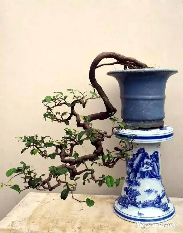 倒挂金钩,绝了!_cm_作品_盆景