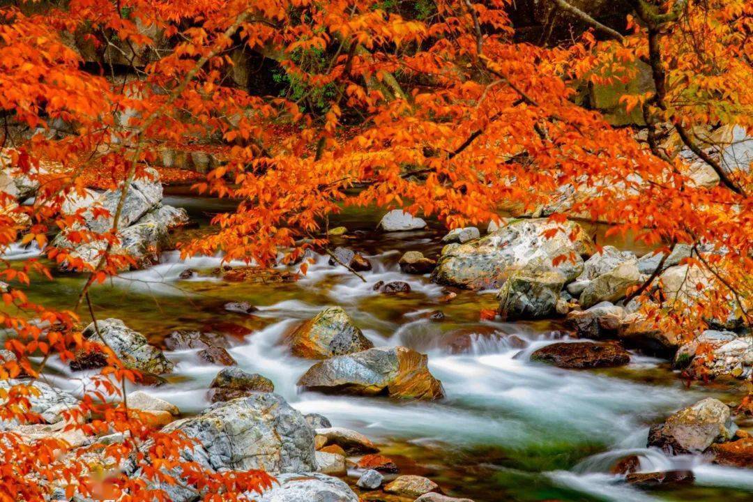 椴树等40多个品种,有针叶状,鹅掌状,羽毛状等20多种叶形,有火红,品红