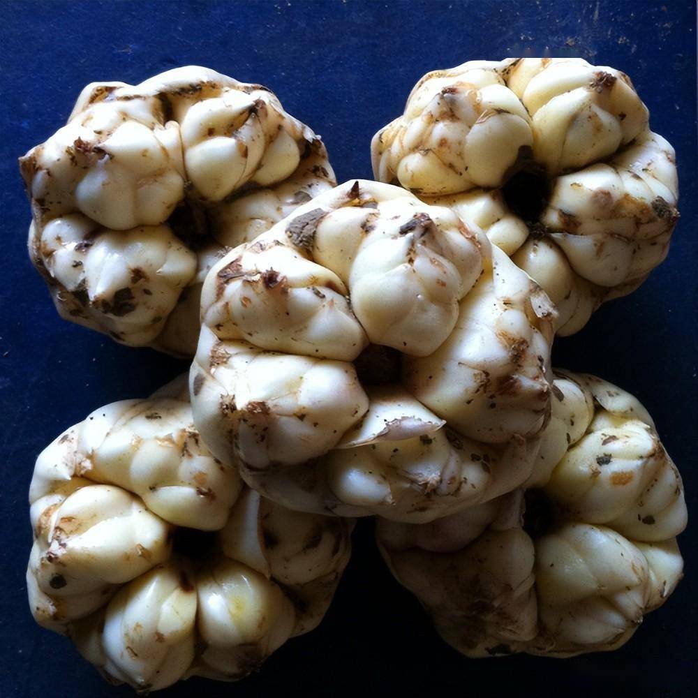 百合鳞茎的采收与贮藏保鲜技术