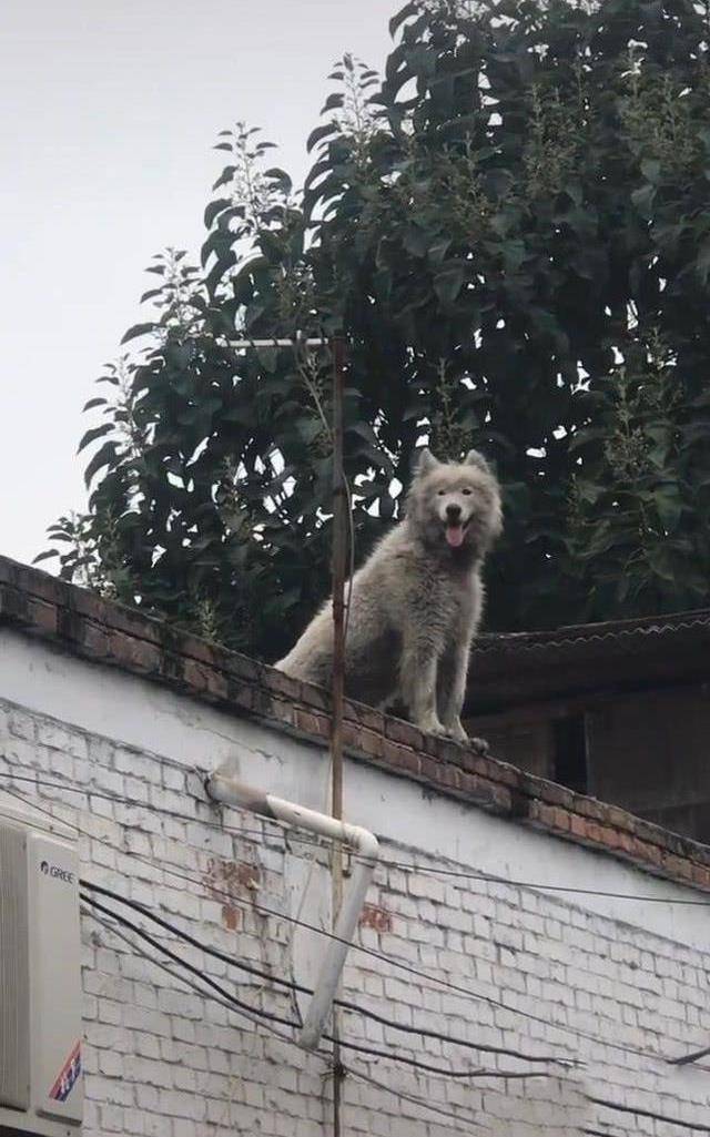 男子带金毛回乡下探亲,一溜烟功夫就不见了,再次见到时不想说话_狗狗