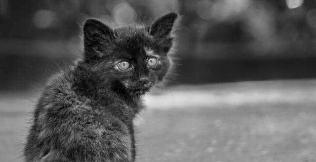黑色土耳其安哥拉猫图片