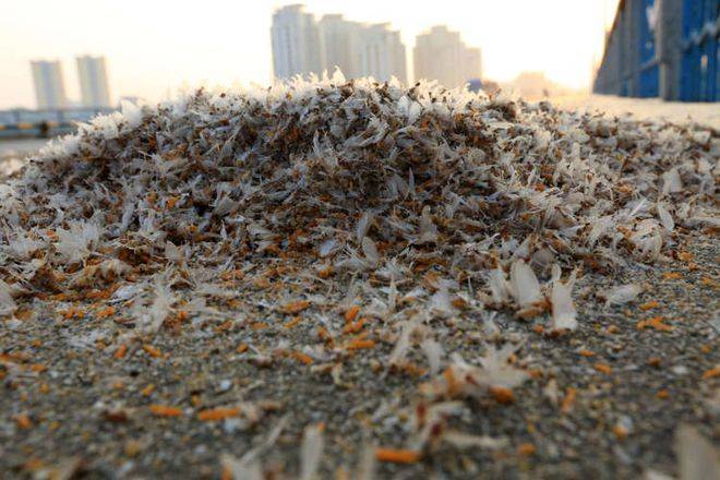 湖南沅江蜉蝣大爆发,一夜之后集体死亡,专家:不咬人不吃庄稼!