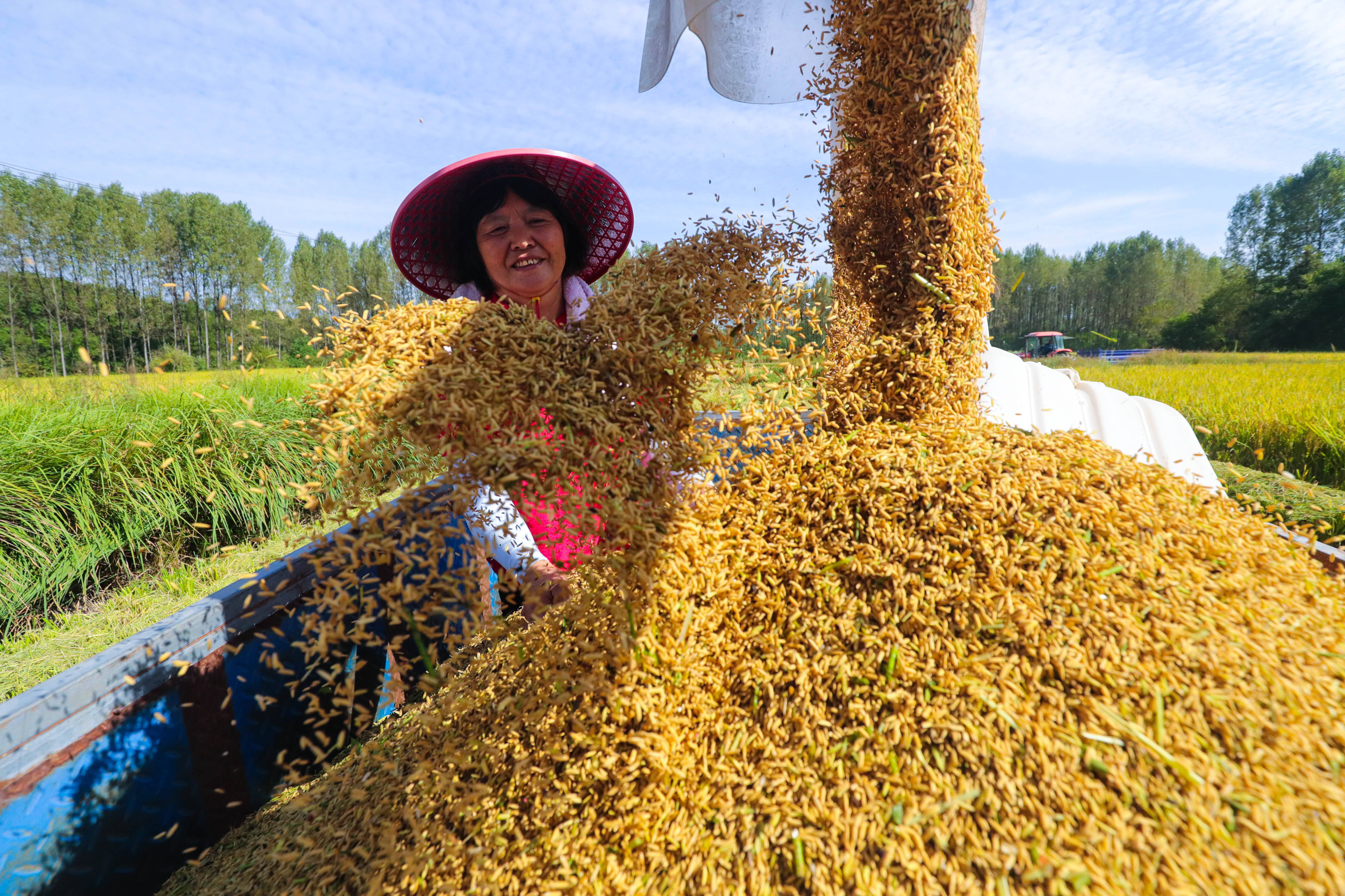 河南光山县 金秋时节稻谷飘香收获忙