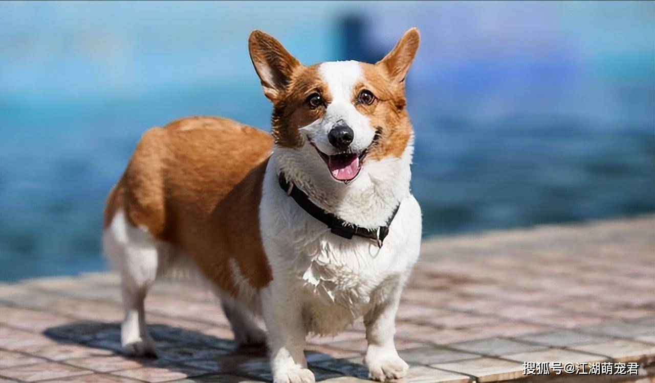 腿短的小柯基，饲养的人很多，它有什么魔力？_搜狐网