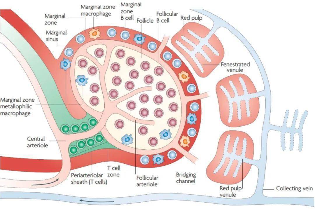 本期内容中我们继续探索另外两种二级淋巴器官-派尔结(peyers