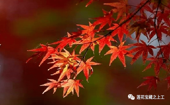 白露——二十四节气之十五_疫情_传播_游从之