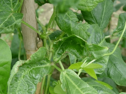 菜农注意了!菜豆病毒病防治方法来了