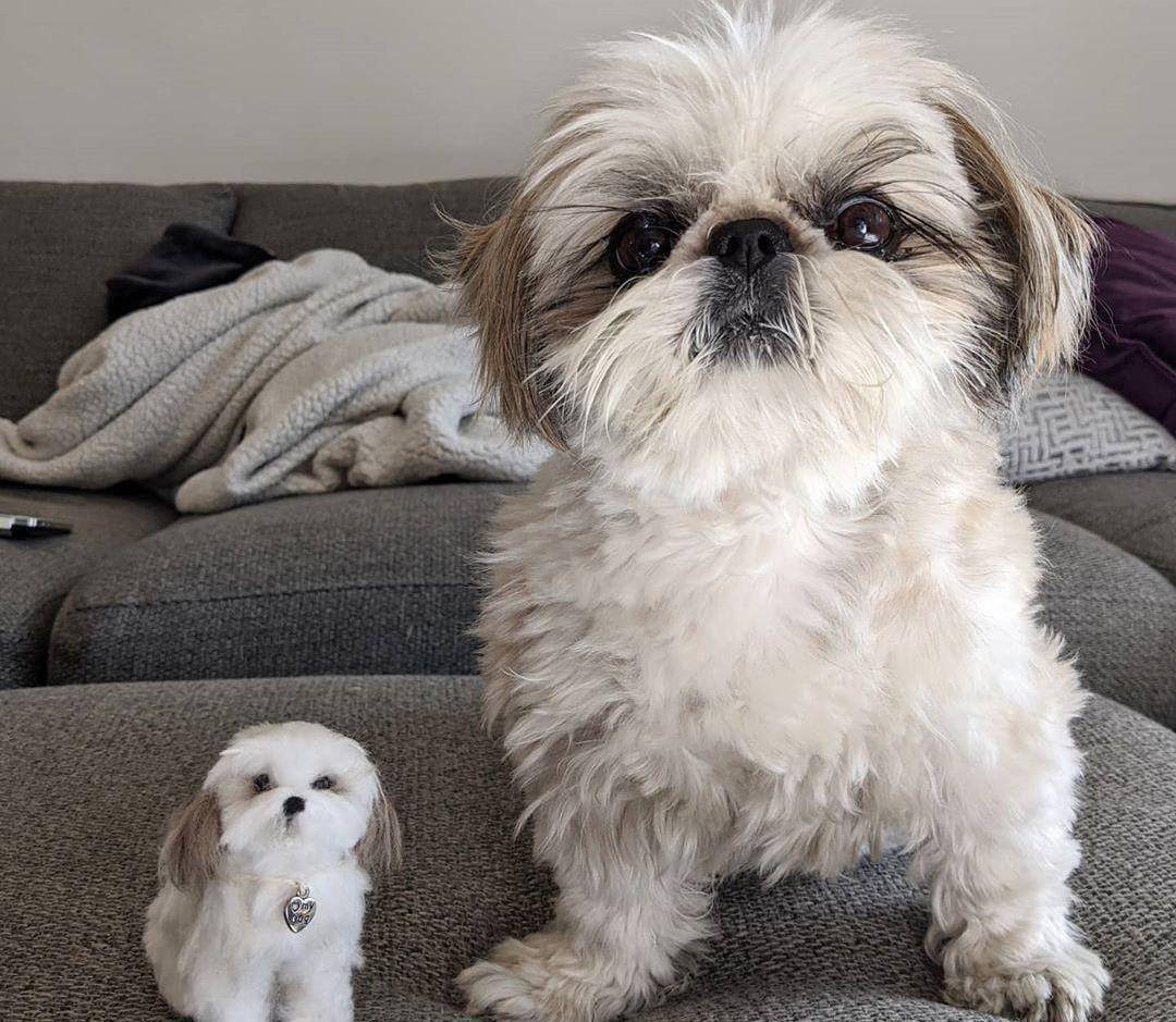 世上最傻的狗，世界十大低智商宠物狗排名，哈士奇在不在其中呢？_搜狐网