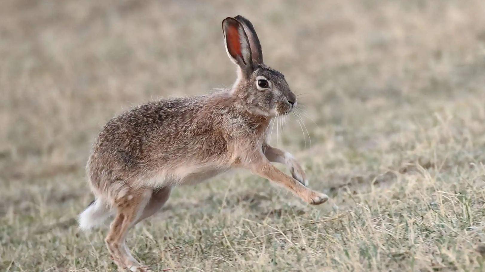 澳洲100亿只野兔泛滥成灾，人兔大战持续上百年，为何不直接吃掉？ - 知乎