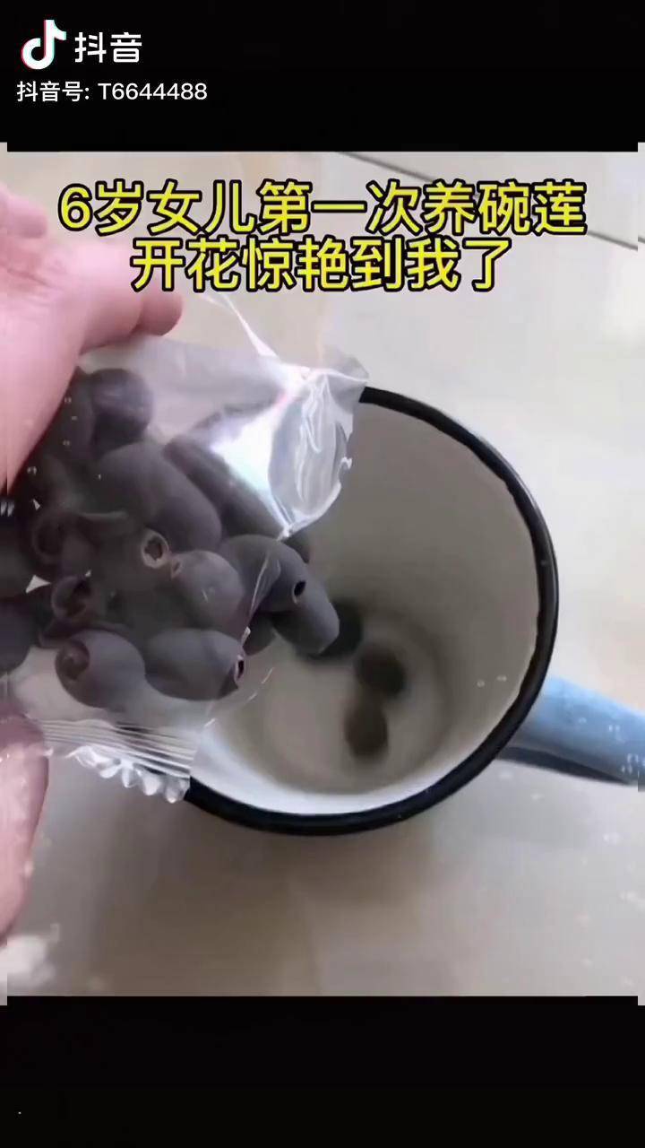 这个暑期一定要让孩子自己动手养碗莲 看着它一点点长大 内心超激动 在家随便拿个瓶瓶罐罐加点水就能活 太好养了 关键是开花超美的水培植物碗莲家庭种植碗莲 种子 瓶瓶罐罐 加点 开花