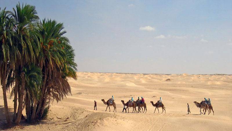为什么骆驼可以在沙漠轻松找到水源，而人类不行？