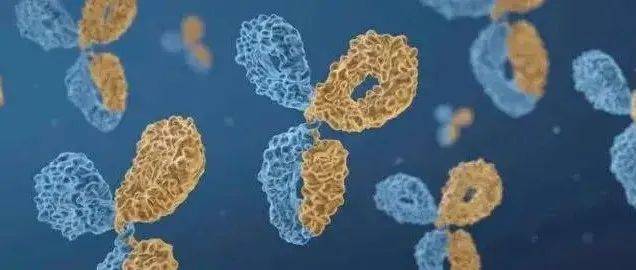 推荐收藏 || 双特异性抗体分子构建_双抗_结构_位点