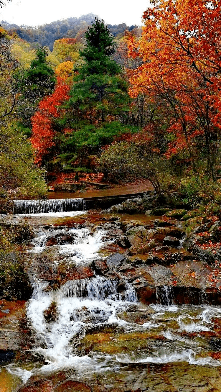 凤县秋景|第一眼,漫卷绚烂……_红叶_嘉陵江_永生村
