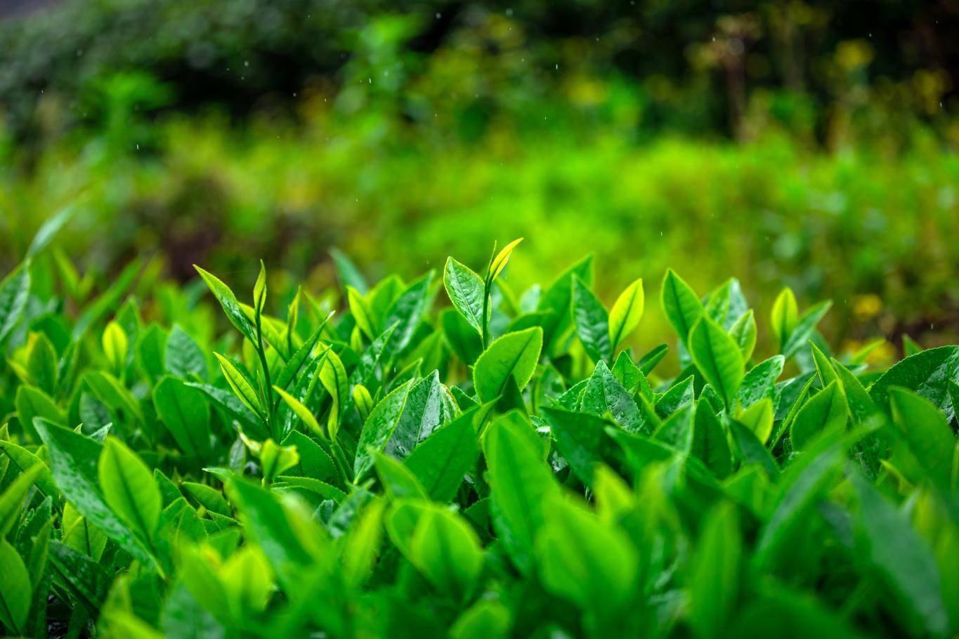 兴久岩茶1000多亩的武夷山大红袍高山茶园_茶叶_物质_海拔