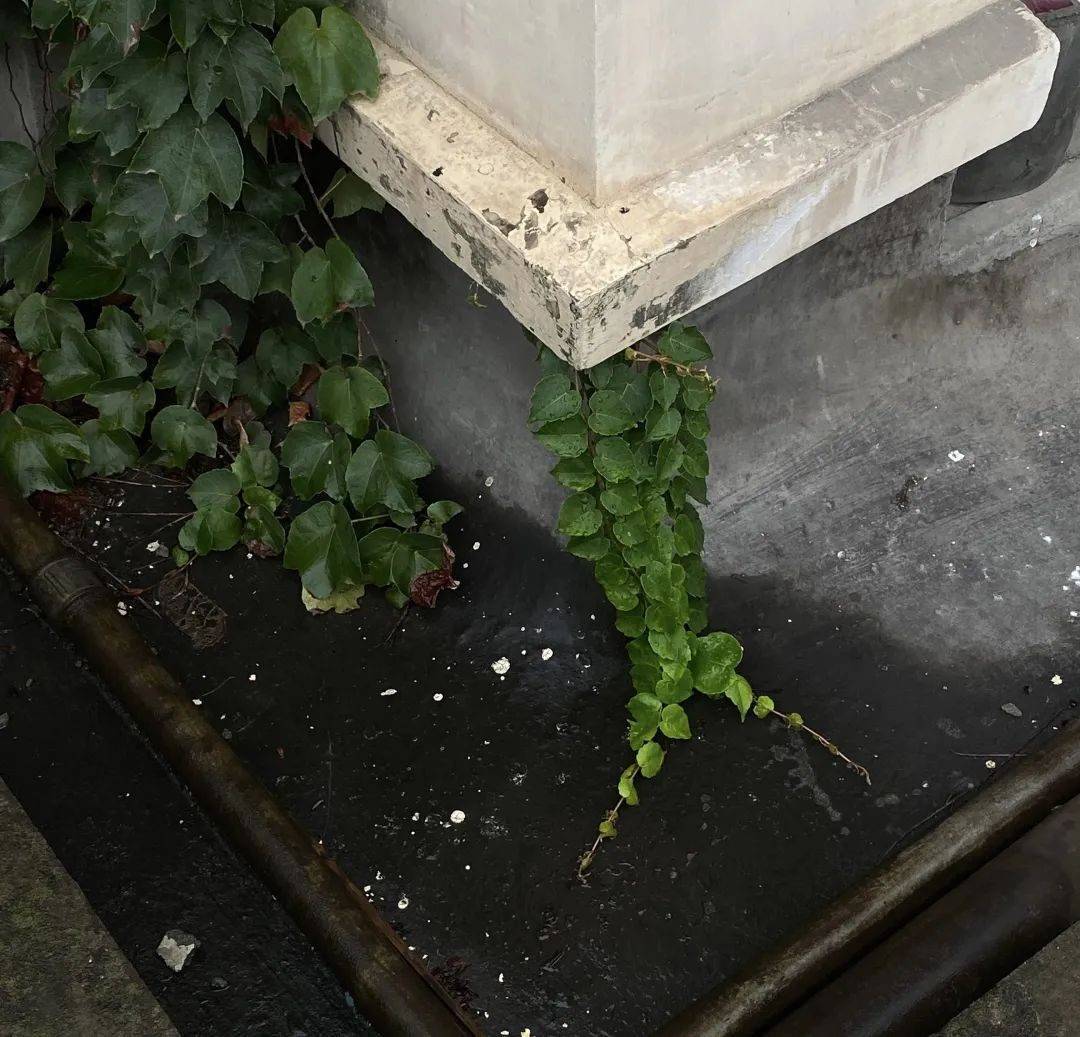 长在通往天台的楼梯间房檐上,那黄桷兰就不知是哪位鸟儿藏下的种子