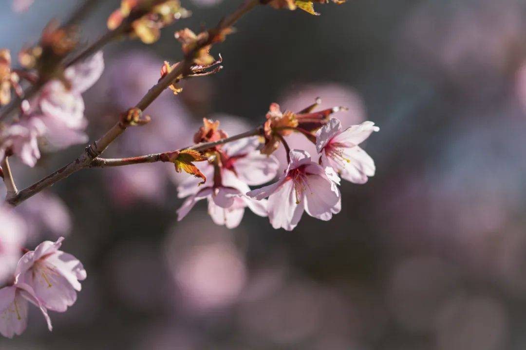 家电市场一路下跌但三巨头逆势上涨，品牌强者恒强-家电圈官网