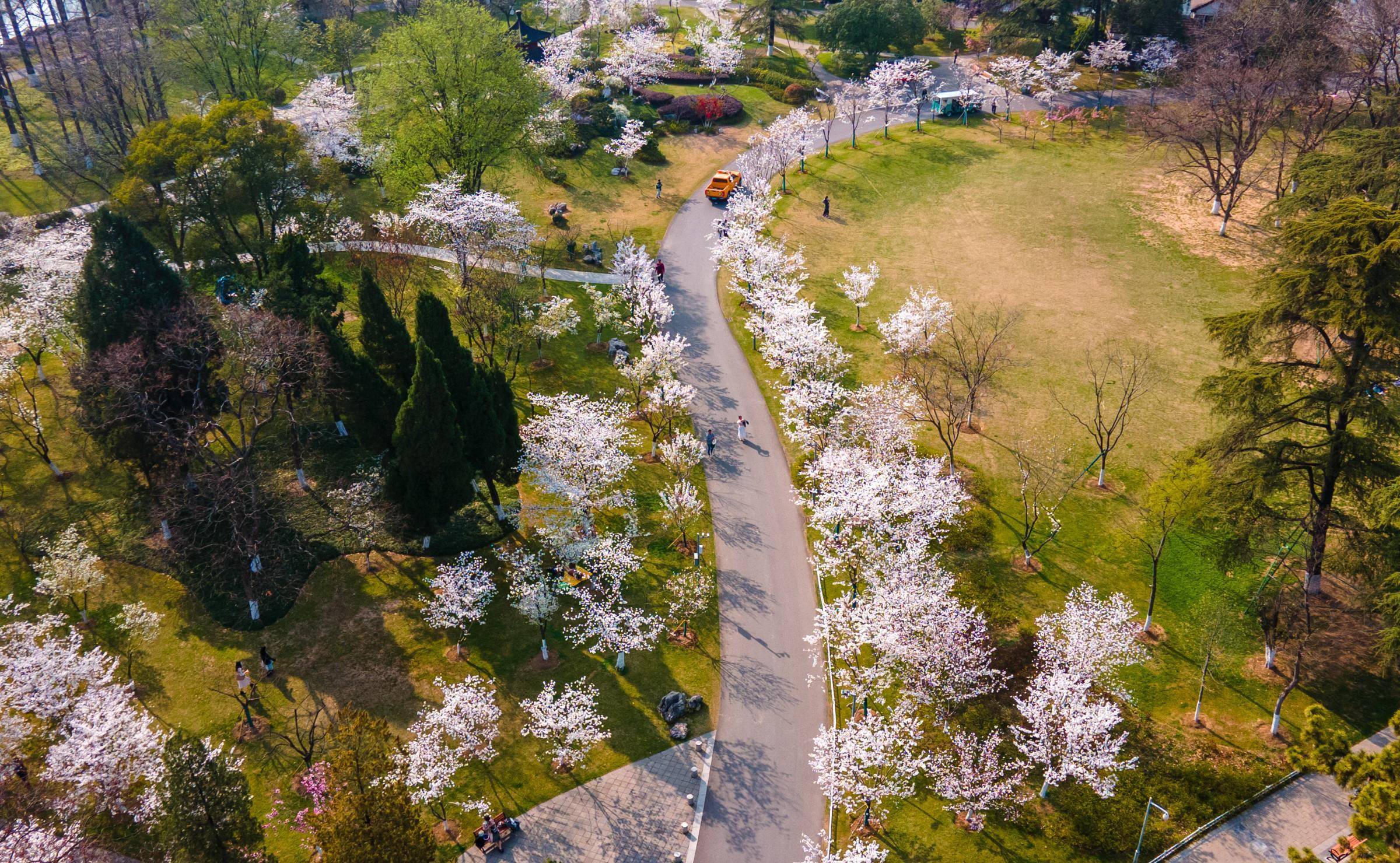 樱洲花海,此时已到樱花盛放期,烂漫樱花梦回金陵