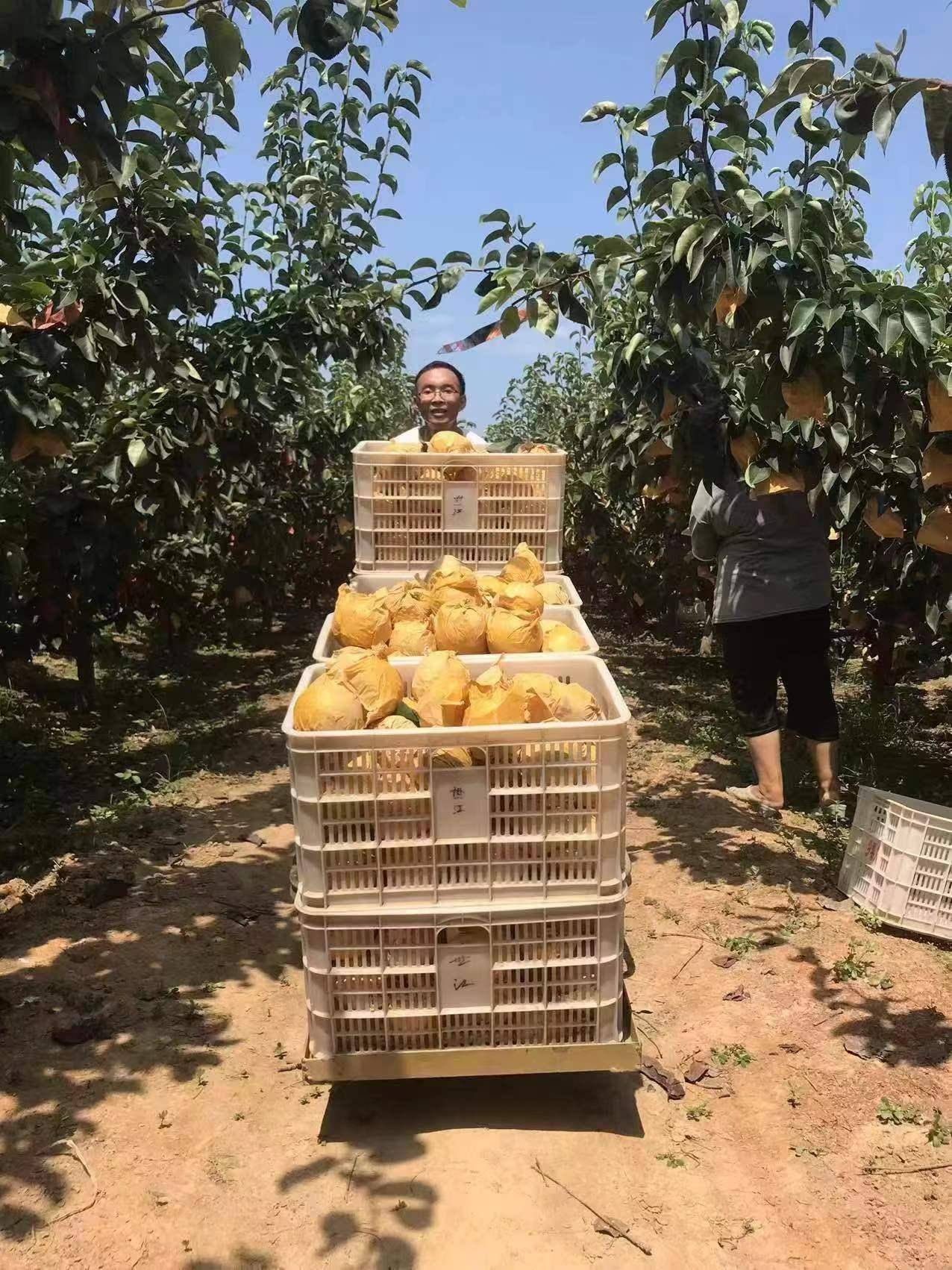 方城县博望镇:巧借"三张名片"唱响全域旅游_黄金梨_红色_游客
