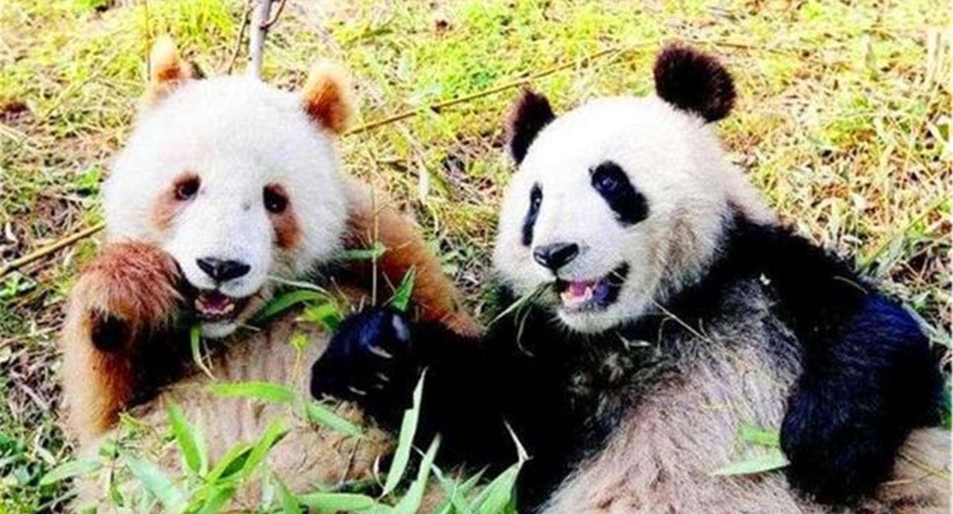 秦岭大熊猫数量图片