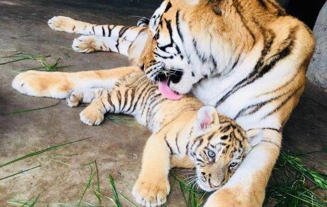 老虎妈妈起身换一个位置,小老虎就一直尾随着妈妈的尾巴