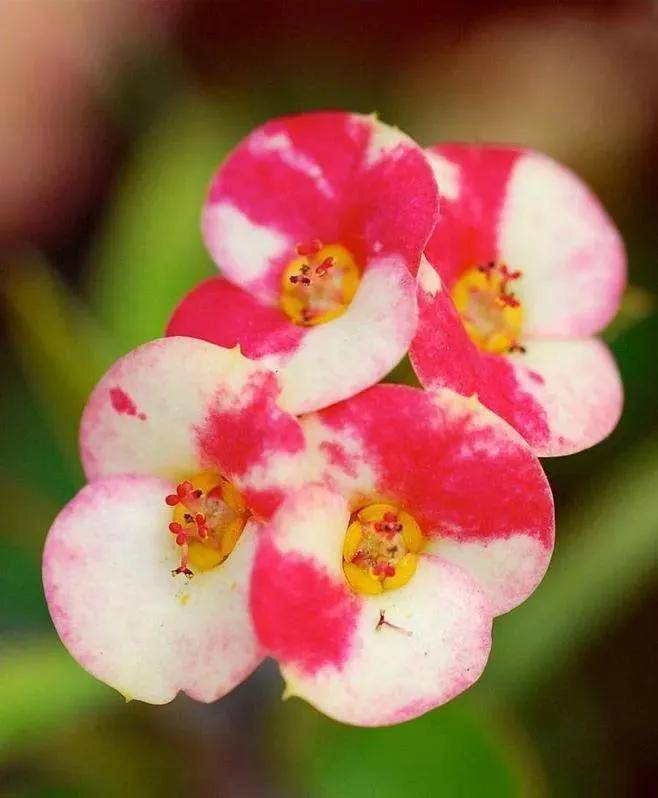 铁海棠鲜花图_海棠花_又名_全年