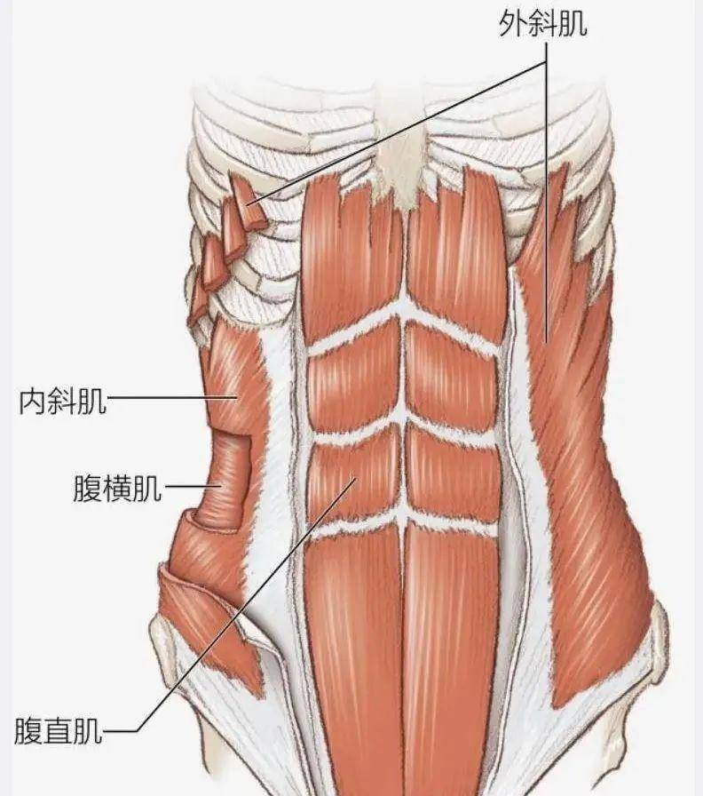 它們起源於下肋骨的外側部分,並插入腹白線,恥骨結節和髂嵴的前部分