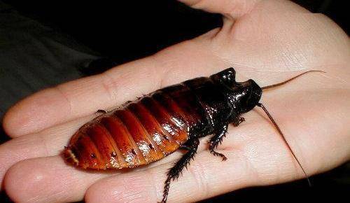 毛丝_侏儒_巴德菲尔德