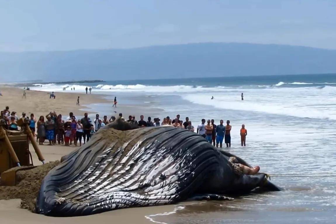 蓝鲸_人类_死亡