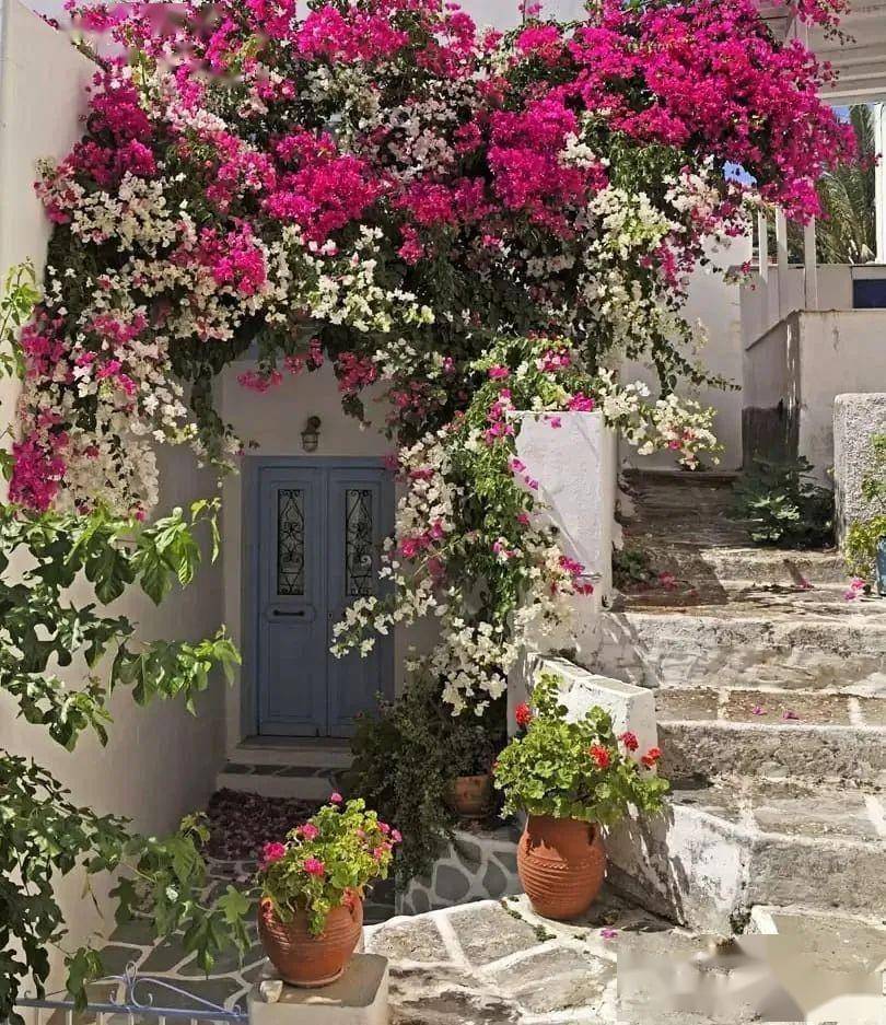 地中海风格的花园,蔚蓝色的烂漫_庭院_草本植物_颜色