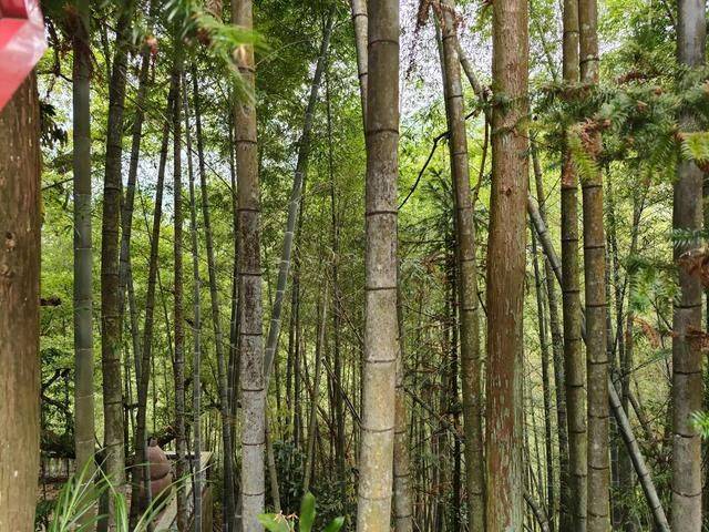 潮州凤凰山脉有人家，背靠原始森林，与古树为伴