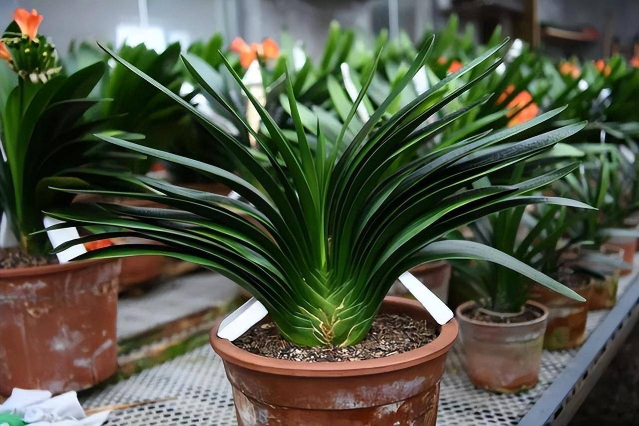 养君子兰,在"三个位置"补点水肥,"新叶花箭"齐刷刷往外钻_叶片_进行