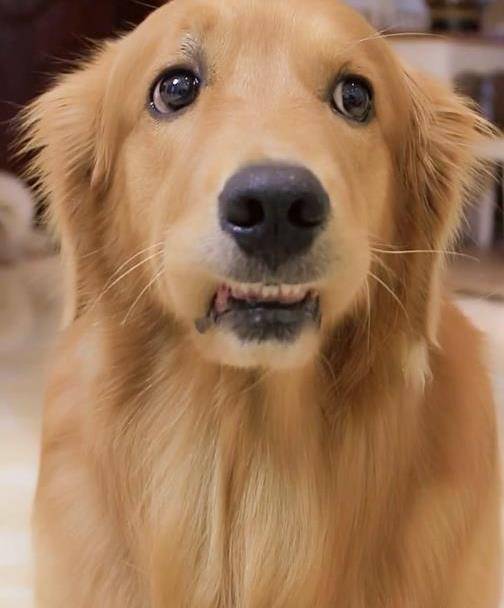 主人故意在金毛面前切沙皮狗蛋糕,金毛秒变脸,这表情我给满分_狗狗