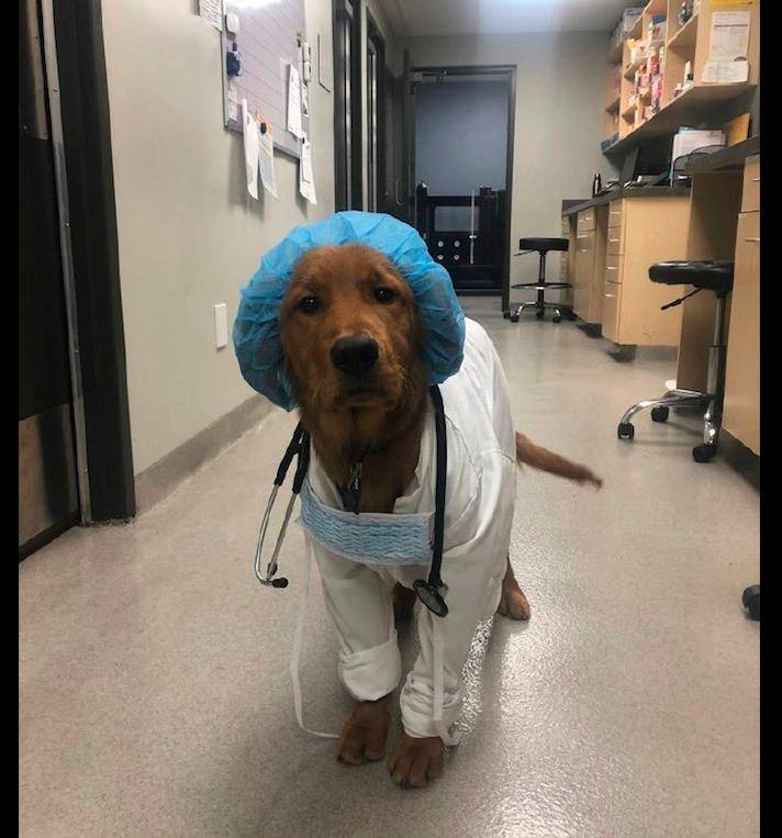 主人给狗穿上了医生工作服,配上它严肃的模样好搞笑,狗:看病吗_狗狗