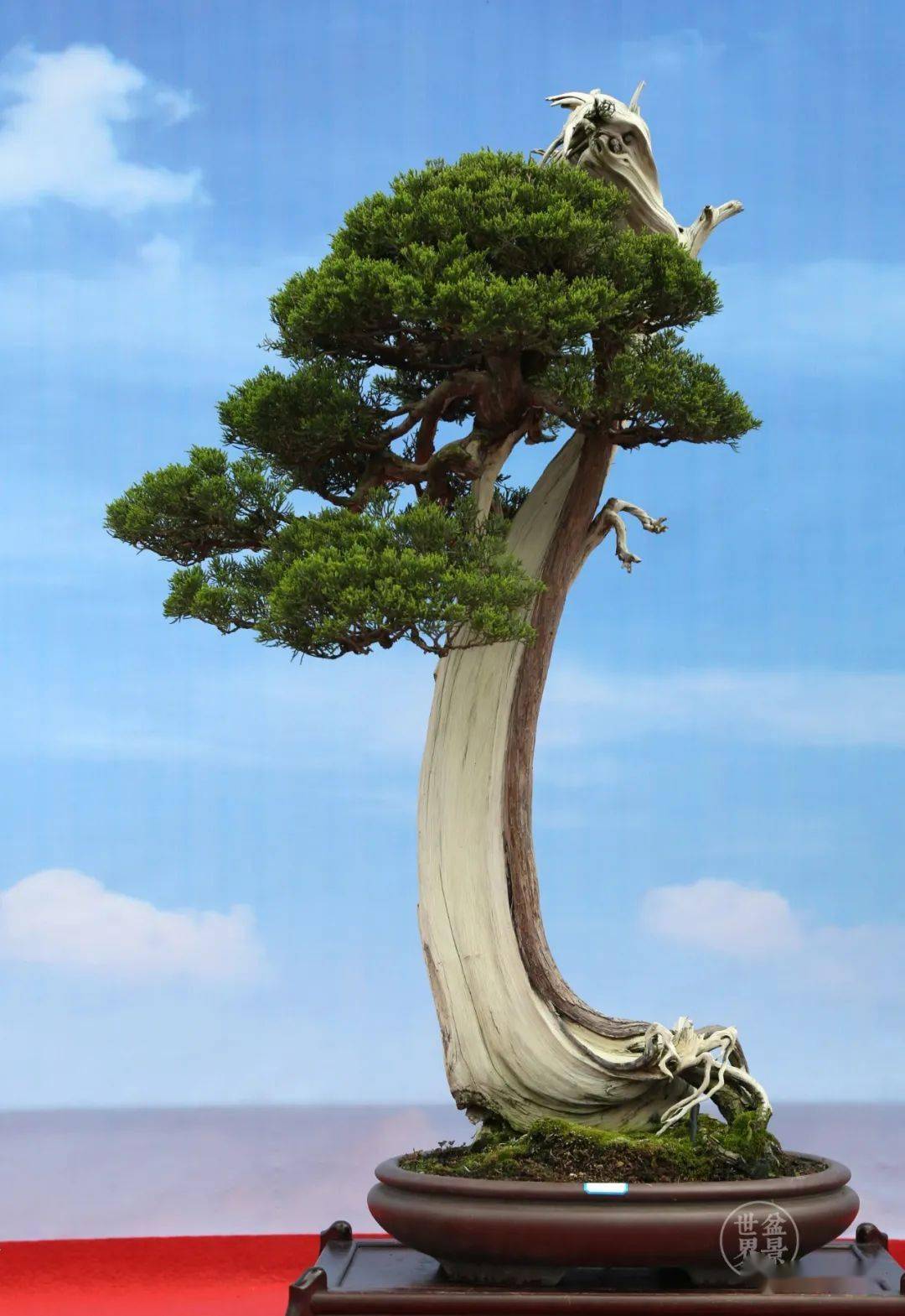 黑松丨110×82cm▲山田登美男作品第十届中国盆景展览金奖▲广东李锦