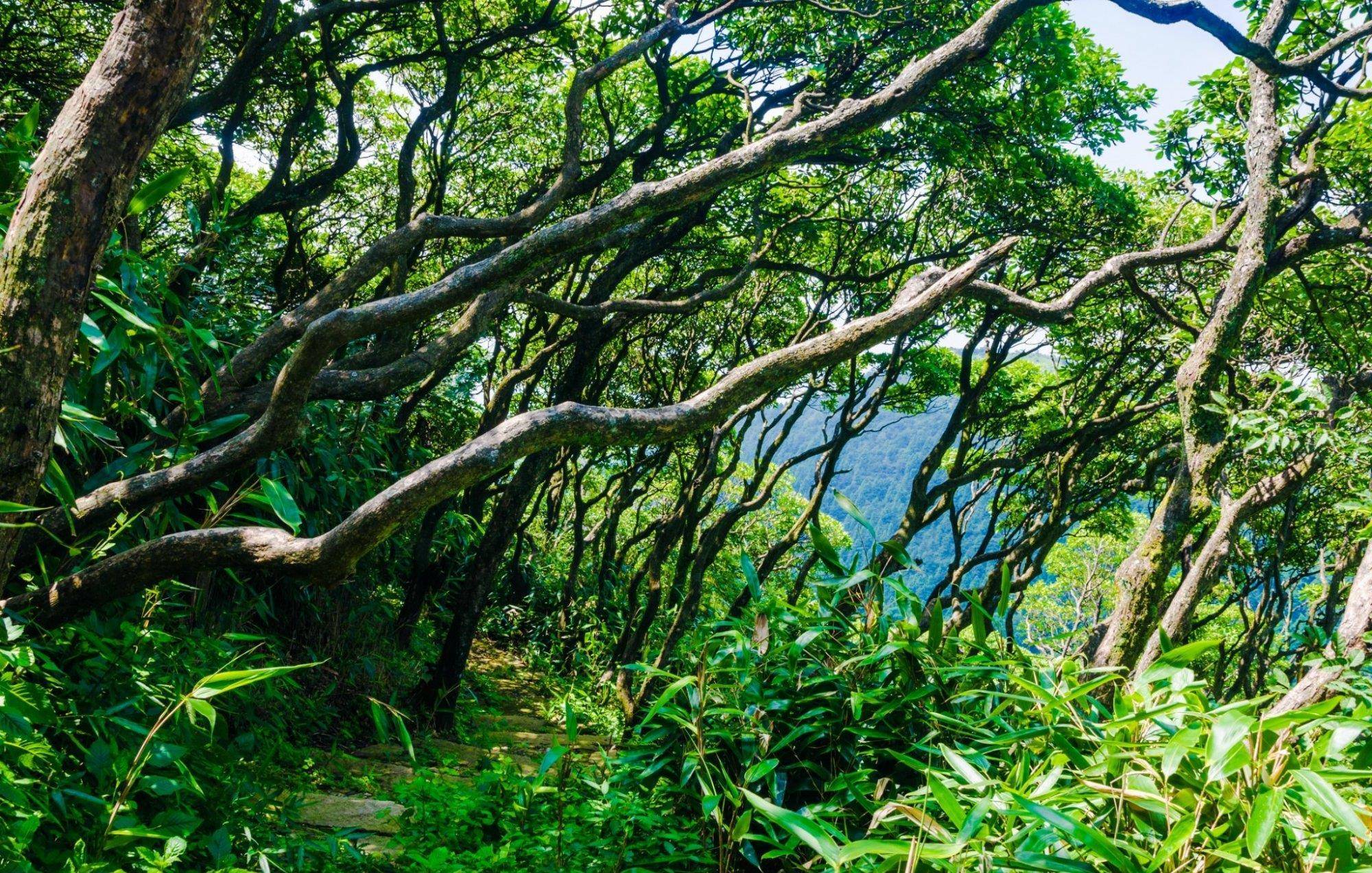 天台华顶国家森林公园，天然的植物资源宝库，云锦杜鹃林最负盛名